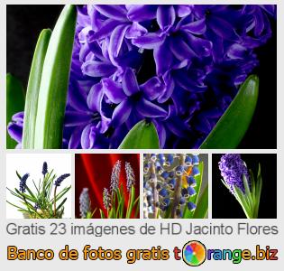 Banco de imagen tOrange ofrece fotos gratis de la sección:  jacinto-flores