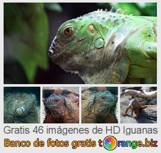 Banco de imagen tOrange ofrece fotos gratis de la sección:  iguanas