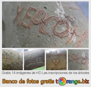 Banco de imagen tOrange ofrece fotos gratis de la sección:  las-inscripciones-de-los-árboles