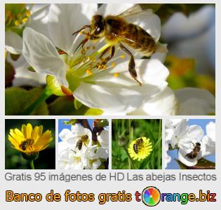 Banco de imagen tOrange ofrece fotos gratis de la sección:  las-abejas-insectos