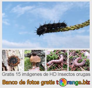 Banco de imagen tOrange ofrece fotos gratis de la sección:  insectos-orugas