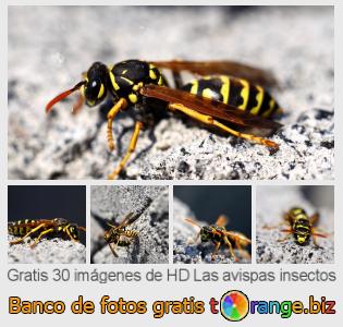 Banco de imagen tOrange ofrece fotos gratis de la sección:  las-avispas-insectos