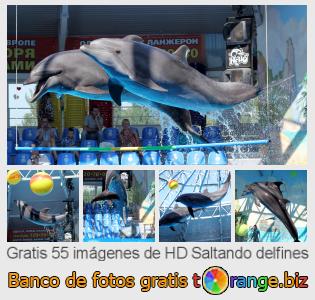 Banco de imagen tOrange ofrece fotos gratis de la sección:  saltando-delfines