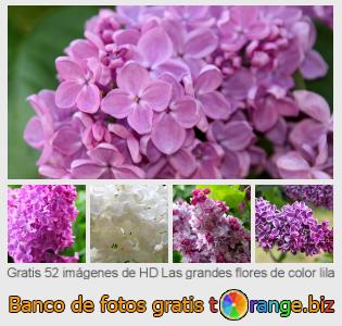 Banco de imagen tOrange ofrece fotos gratis de la sección:  las-grandes-flores-de-color-lila