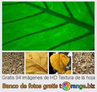 Banco de imagen tOrange ofrece fotos gratis de la sección:  textura-de-la-hoja