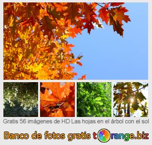 Banco de imagen tOrange ofrece fotos gratis de la sección:  las-hojas-en-el-árbol-con-el-sol