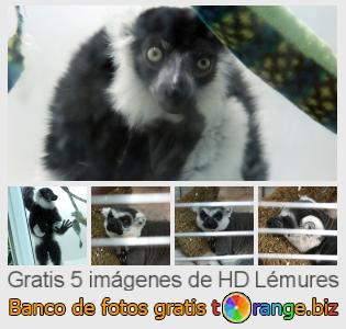 Banco de imagen tOrange ofrece fotos gratis de la sección:  lémures