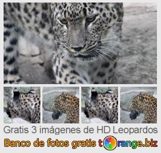 Banco de imagen tOrange ofrece fotos gratis de la sección:  leopardos
