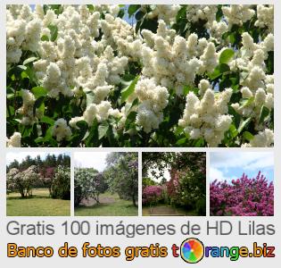 Banco de imagen tOrange ofrece fotos gratis de la sección:  lilas