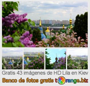 Banco de imagen tOrange ofrece fotos gratis de la sección:  lila-en-kiev
