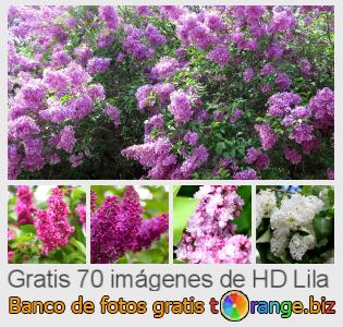 Banco de imagen tOrange ofrece fotos gratis de la sección:  lila