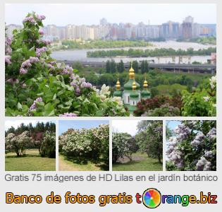 Banco de imagen tOrange ofrece fotos gratis de la sección:  lilas-en-el-jardín-botánico