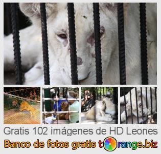 Banco de imagen tOrange ofrece fotos gratis de la sección:  leones