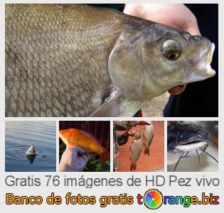 Banco de imagen tOrange ofrece fotos gratis de la sección:  pez-vivo