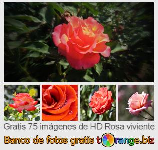Banco de imagen tOrange ofrece fotos gratis de la sección:  rosa-viviente