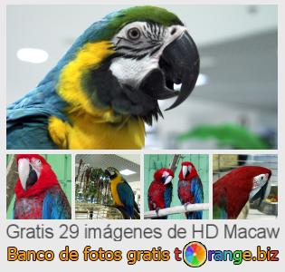 Banco de imagen tOrange ofrece fotos gratis de la sección:  macaw