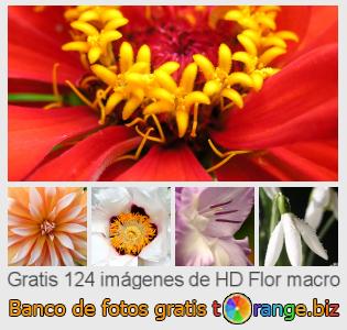 Banco de imagen tOrange ofrece fotos gratis de la sección:  flor-macro