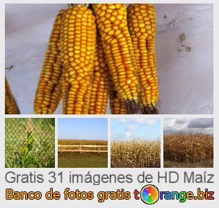Banco de imagen tOrange ofrece fotos gratis de la sección:  maíz