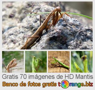 Banco de imagen tOrange ofrece fotos gratis de la sección:  mantis
