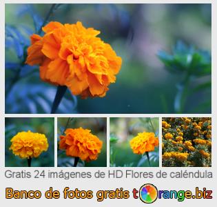 Banco de imagen tOrange ofrece fotos gratis de la sección:  flores-de-caléndula