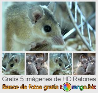 Banco de imagen tOrange ofrece fotos gratis de la sección:  ratones