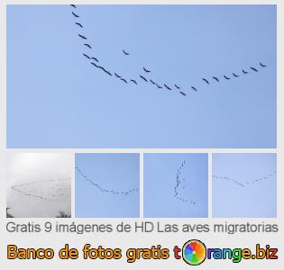 Banco de imagen tOrange ofrece fotos gratis de la sección:  las-aves-migratorias