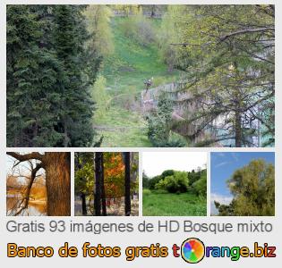 Banco de imagen tOrange ofrece fotos gratis de la sección:  bosque-mixto