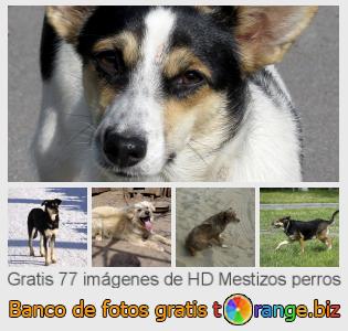 Banco de imagen tOrange ofrece fotos gratis de la sección:  mestizos-perros