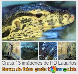 Banco de imagen tOrange ofrece fotos gratis de la sección:  lagartos