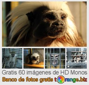 Banco de imagen tOrange ofrece fotos gratis de la sección:  monos