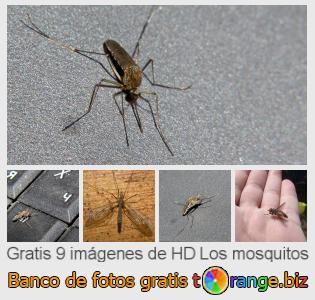 Banco de imagen tOrange ofrece fotos gratis de la sección:  los-mosquitos