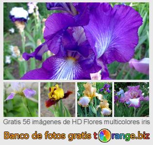 Banco de imagen tOrange ofrece fotos gratis de la sección:  flores-multicolores-iris