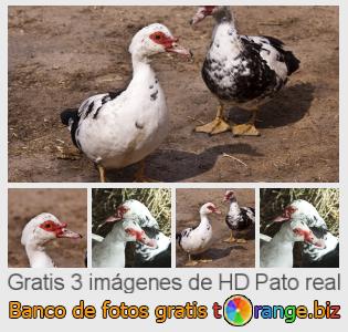 Banco de imagen tOrange ofrece fotos gratis de la sección:  pato-real