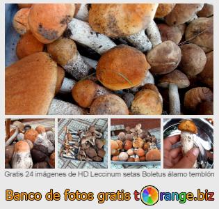 Banco de imagen tOrange ofrece fotos gratis de la sección:  leccinum-setas-boletus-álamo-temblón