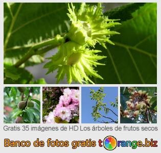 Banco de imagen tOrange ofrece fotos gratis de la sección:  los-árboles-de-frutos-secos