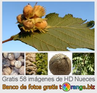 Banco de imagen tOrange ofrece fotos gratis de la sección:  nueces