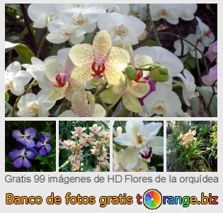 Banco de imagen tOrange ofrece fotos gratis de la sección:  flores-de-la-orquídea