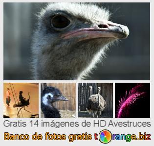 Banco de imagen tOrange ofrece fotos gratis de la sección:  avestruces