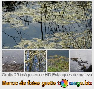 Banco de imagen tOrange ofrece fotos gratis de la sección:  estanques-de-maleza
