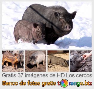 Banco de imagen tOrange ofrece fotos gratis de la sección:  los-cerdos