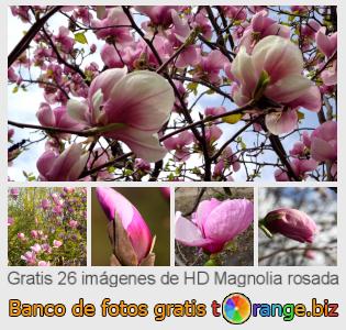 Banco de imagen tOrange ofrece fotos gratis de la sección:  magnolia-rosada