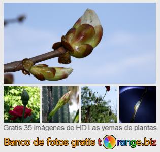 Banco de imagen tOrange ofrece fotos gratis de la sección:  las-yemas-de-plantas