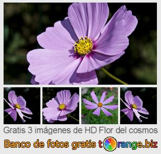 Banco de imagen tOrange ofrece fotos gratis de la sección:  flor-del-cosmos