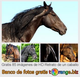 Banco de imagen tOrange ofrece fotos gratis de la sección:  retrato-de-un-caballo