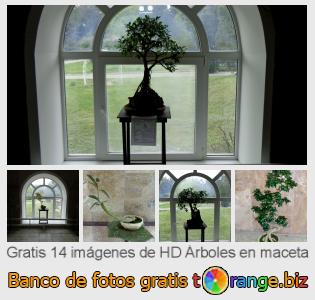 Banco de imagen tOrange ofrece fotos gratis de la sección:  árboles-en-maceta