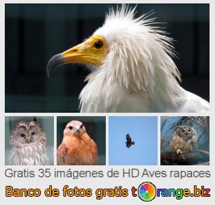 Banco de imagen tOrange ofrece fotos gratis de la sección:  aves-rapaces