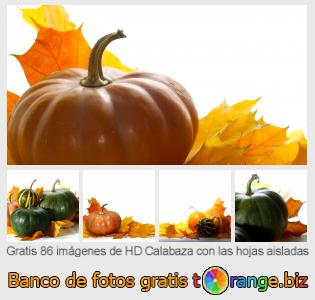 Banco de imagen tOrange ofrece fotos gratis de la sección:  calabaza-con-las-hojas-aisladas