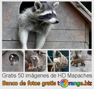 Banco de imagen tOrange ofrece fotos gratis de la sección:  mapaches