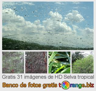 Banco de imagen tOrange ofrece fotos gratis de la sección:  selva-tropical