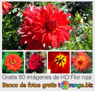 Banco de imagen tOrange ofrece fotos gratis de la sección:  flor-roja